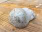 Pikkelyes pöfeteg (Lycoperdon utriforme), Somogy